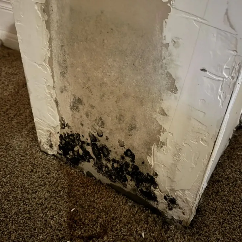 Professional Mold Removal in Danbury, NH